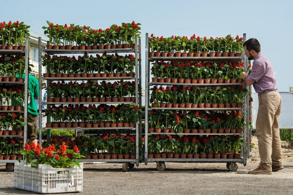 Man loads trays of flowers on truck for selling in greenhouse